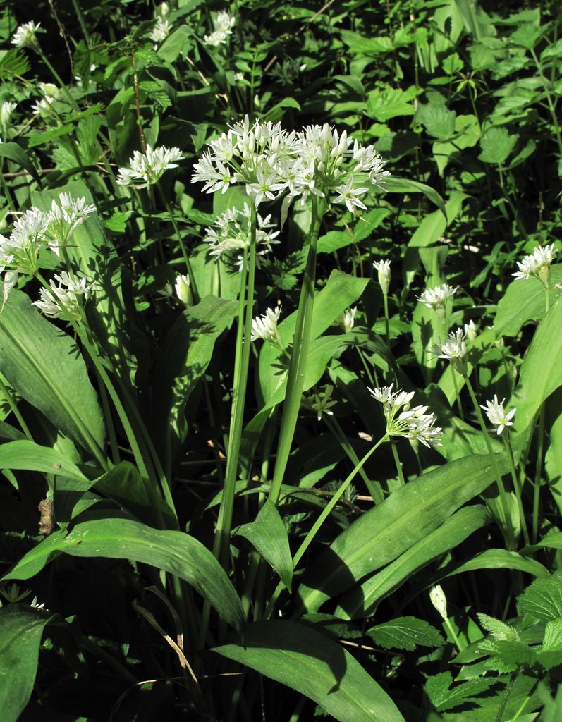 Allium ursinum